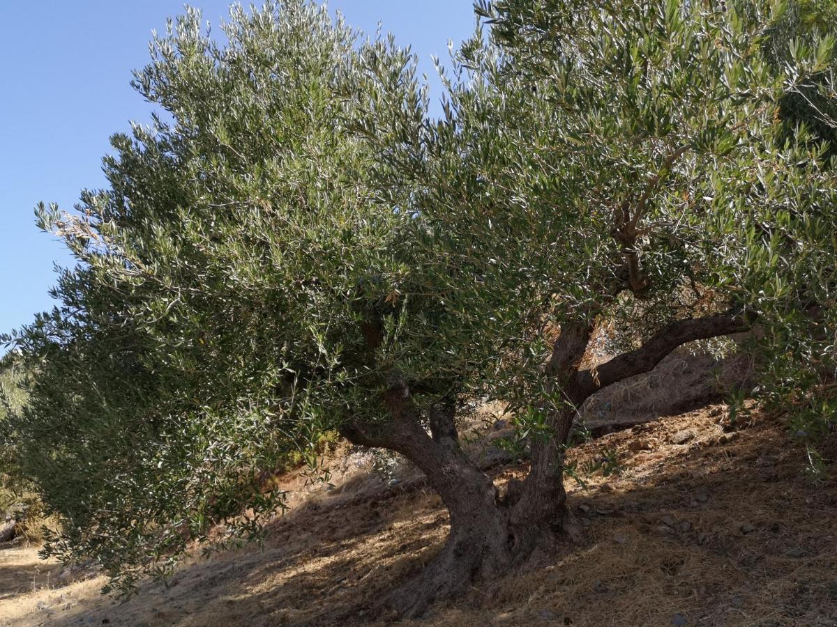 Tholos  Villa Lir מראה חיצוני תמונה